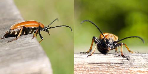 Stictoleptura rubra